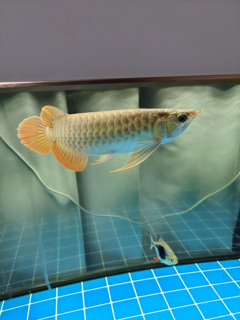 快樂的龍魚，62天（快樂的龍魚）