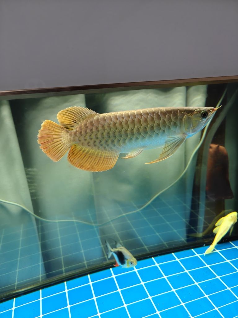 快樂的龍魚，62天（快樂的龍魚）