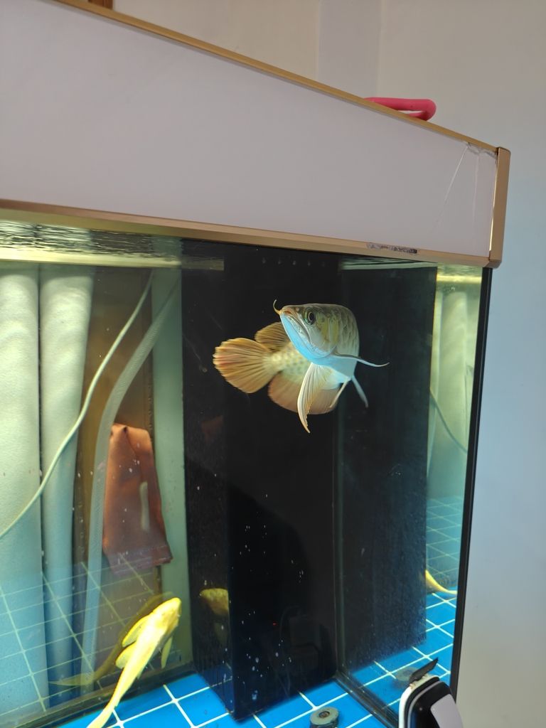 快樂的龍魚，62天（快樂的龍魚）