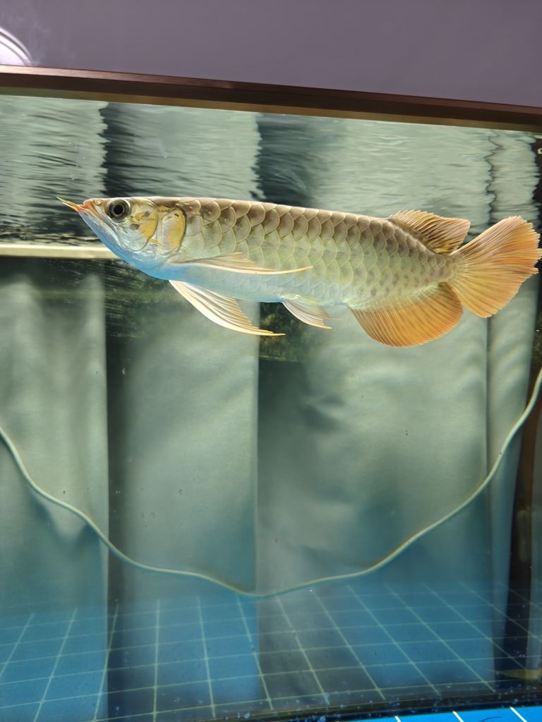 快樂的龍魚，62天（快樂的龍魚）