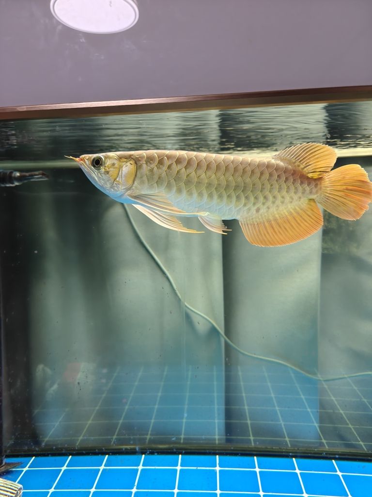 快樂的龍魚，62天（快樂的龍魚）