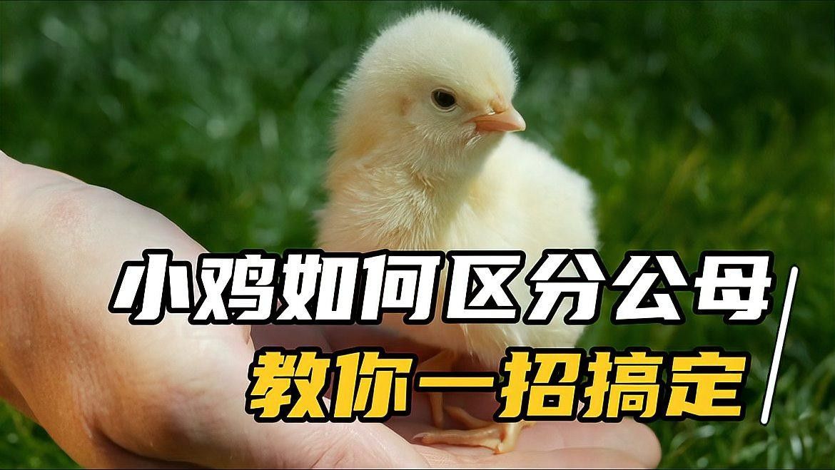 如何區分雞的公母（90后獸醫張凱,雞怎么分公母8種方法讓你拿捏田家大院田三農）