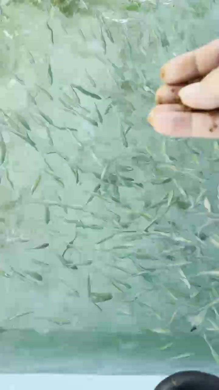 開口青魔（《開口青魔》一部描繪了神秘生物——開口青魔的奇幻小說）