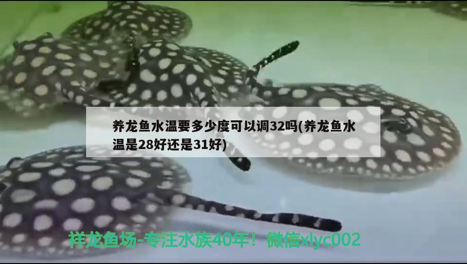 養(yǎng)龍魚水溫要多少度可以調32嗎(養(yǎng)龍魚水溫是28好還是31好)（養(yǎng)龍魚水溫要多少度可以調32嗎）
