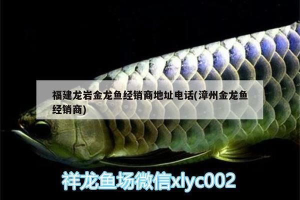 如何分辨紅龍的級別，《龍與地下城》中紅龍的級別劃分