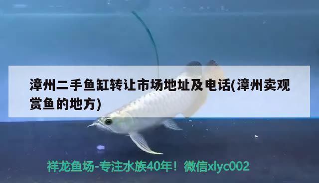 漳州龍魚專賣店：漳州魚缸批發市場