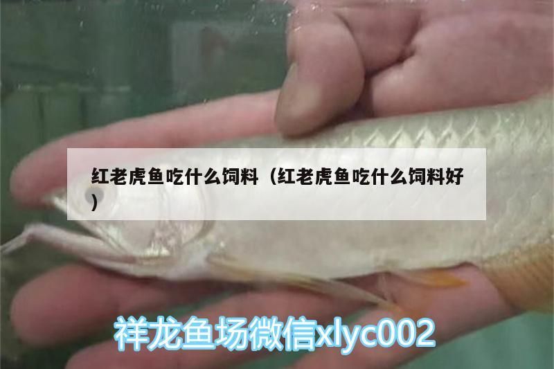紅老虎魚吃什么飼料（紅老虎魚吃什么飼料好）（紅老虎魚吃什么飼料） 紅老虎魚吃什么飼料（紅老虎魚吃什么飼料好）（紅老虎魚吃什么飼料） 觀賞魚百科