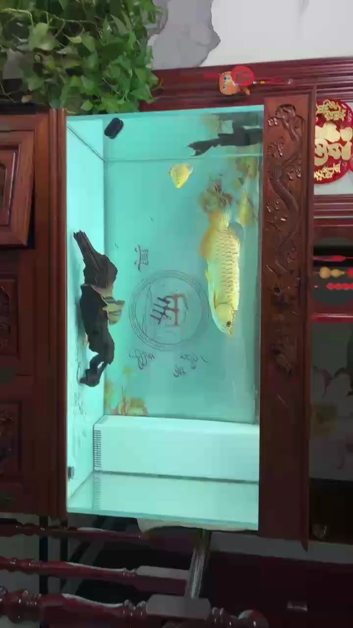 看會（zizai評論：探索未來科技的無限可能，在當今快速發展的科技時代） 看會（zizai評論：探索未來科技的無限可能，在當今快速發展的科技時代） 龍魚論壇