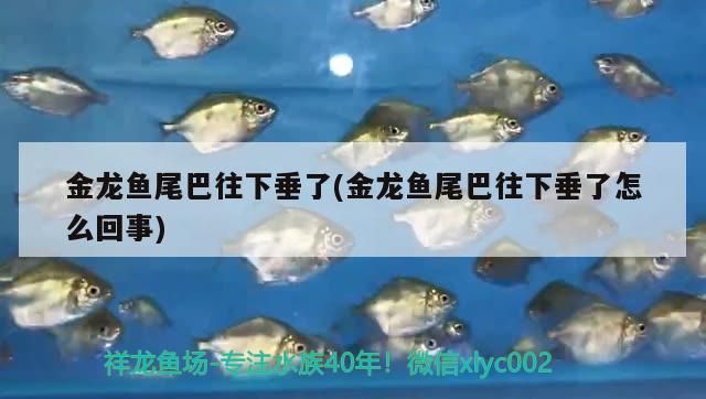 金龍魚尾巴往下垂了(金龍魚尾巴往下垂了怎么回事)（金龍魚尾巴往下垂了怎么回事） 金龍魚尾巴往下垂了(金龍魚尾巴往下垂了怎么回事)（金龍魚尾巴往下垂了怎么回事） 觀賞魚百科