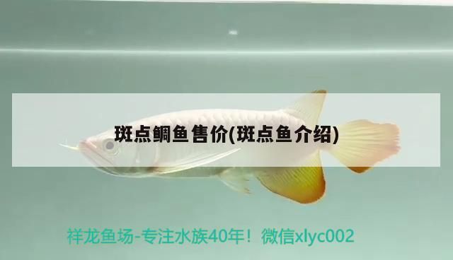 斑點鯛魚售價(斑點魚介紹)（斑點鯛魚和東星斑點鯛魚斑點鯛魚斑點鯛魚售價30元一斤）