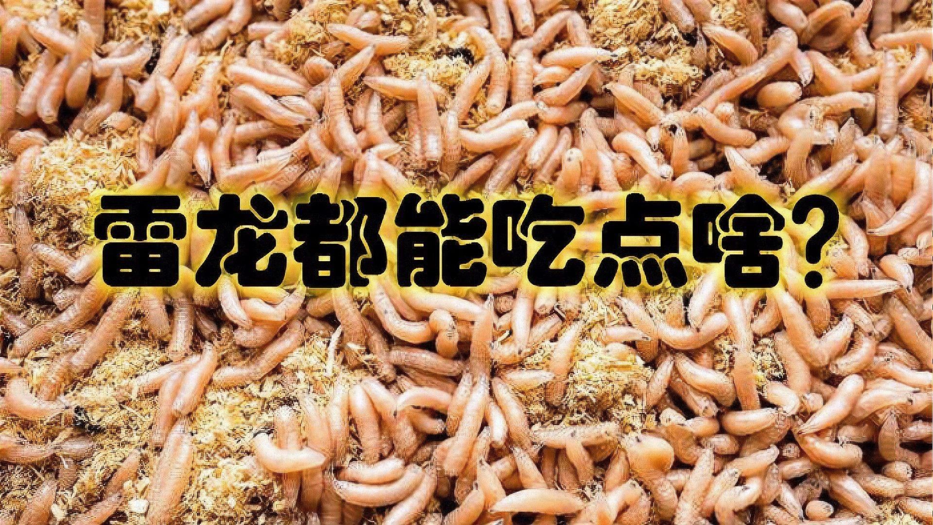 雷龍魚多久喂一次合適？（各階段的雷龍應該怎么喂養）
