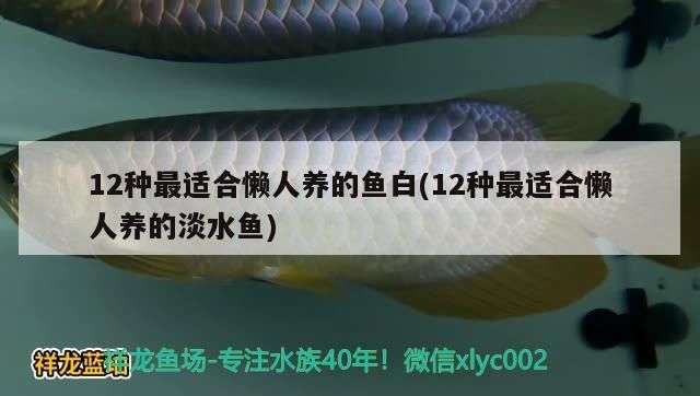 12種最適合懶人養(yǎng)的魚白(12種最適合懶人養(yǎng)的淡水魚)（12種最適合懶人養(yǎng)的淡水魚）