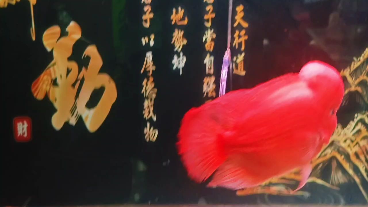 魚缸過濾器選購指南:自制魚缸過濾器魚缸上置過濾器對于養魚愛好者的必備知識 大紅馬(養馬三大條件養馬三大條件基因養功時間夠紅夠大) 龍魚論壇 大紅馬(養馬三大條件養馬三大條件基因養功時間夠紅夠大) 大紅馬(養馬三大條件養馬三大條件基因養功時間夠紅夠大) 龍魚論壇