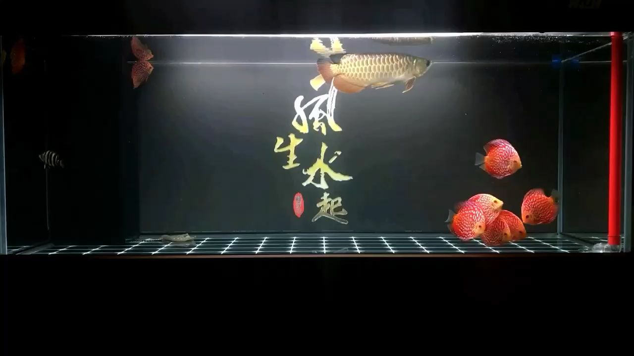 發(fā)呆賞魚（發(fā)呆賞魚，養(yǎng)魚好心境，癡迷小金龍） 發(fā)呆賞魚（發(fā)呆賞魚，養(yǎng)魚好心境，癡迷小金龍） 觀賞魚百科