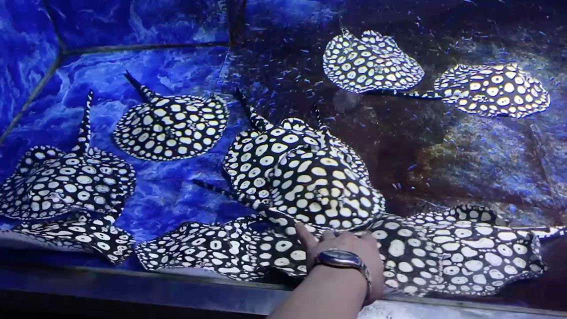 欣泰出品（新型智能設備欣泰出品）