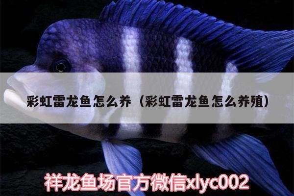 彩虹雷龍魚怎么養（彩虹雷龍魚怎么養殖）（七彩雷龍的飼養方法）