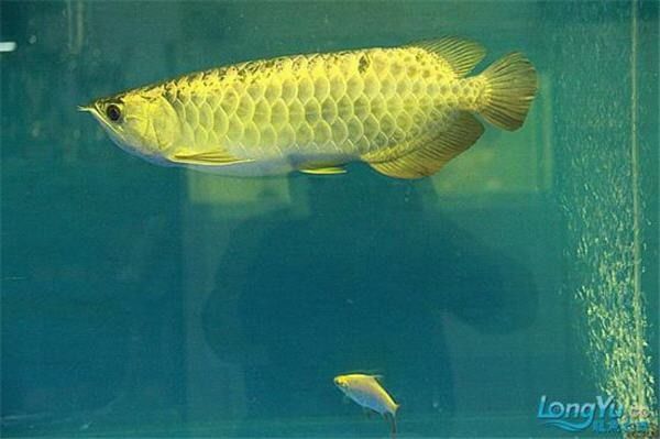恒山哪個水族館龍魚好？祥龍魚場龍魚（恒山哪個水族館龍魚好）