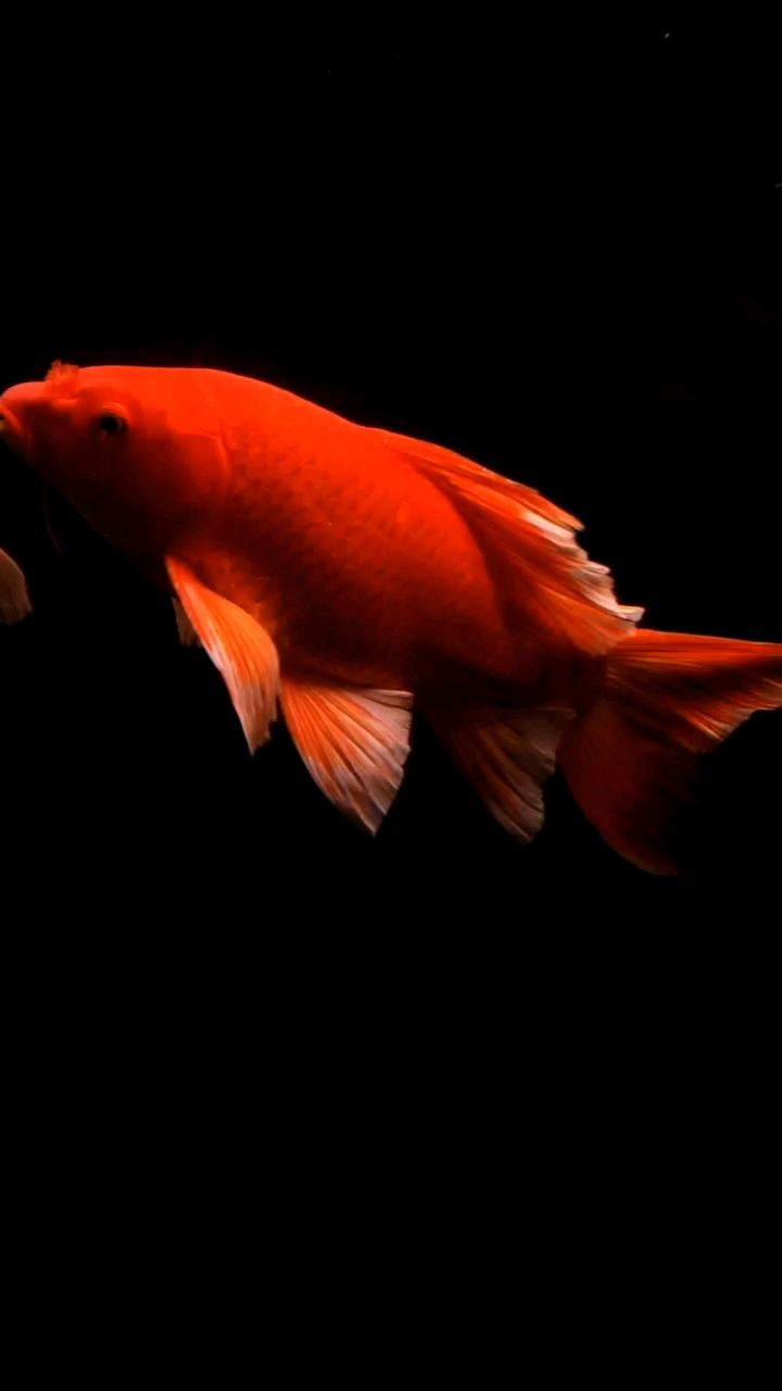 自家魚(yú)塘，大紅普身蝴蝶鯉，品相漂亮，體型優(yōu)美，活力十足，40+/50+ 品種多，可零售可批發(fā)，全國(guó)發(fā)售，量大可議價(jià)。