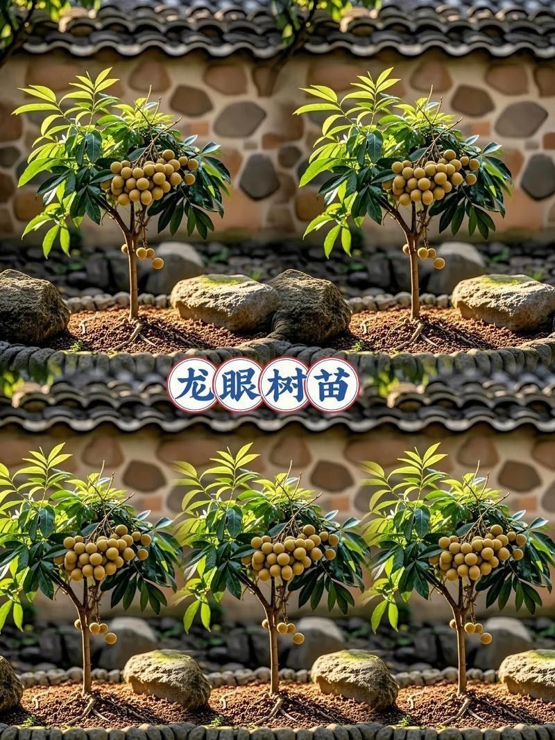如何改善龍眼樹的通風透光（如何改善龍眼樹的通風透光性）