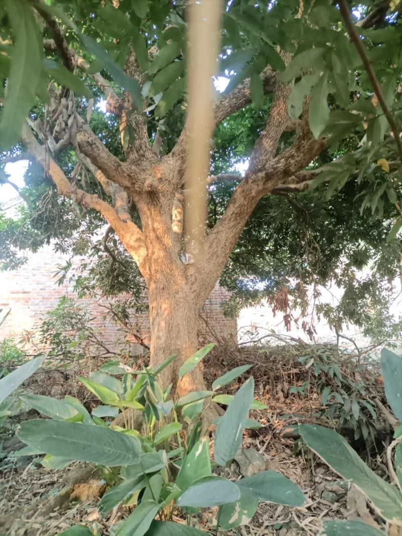 如何改善龍眼樹的通風透光（如何改善龍眼樹的通風透光性）