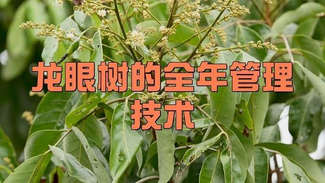 如何改善龍眼樹的通風透光（如何改善龍眼樹的通風透光性）