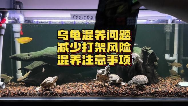 混養(yǎng)期間如何降低沖突風(fēng)險（如何降低混養(yǎng)期間的沖突風(fēng)險） 混養(yǎng)期間如何降低沖突風(fēng)險（如何降低混養(yǎng)期間的沖突風(fēng)險） 龍魚百科 第1張