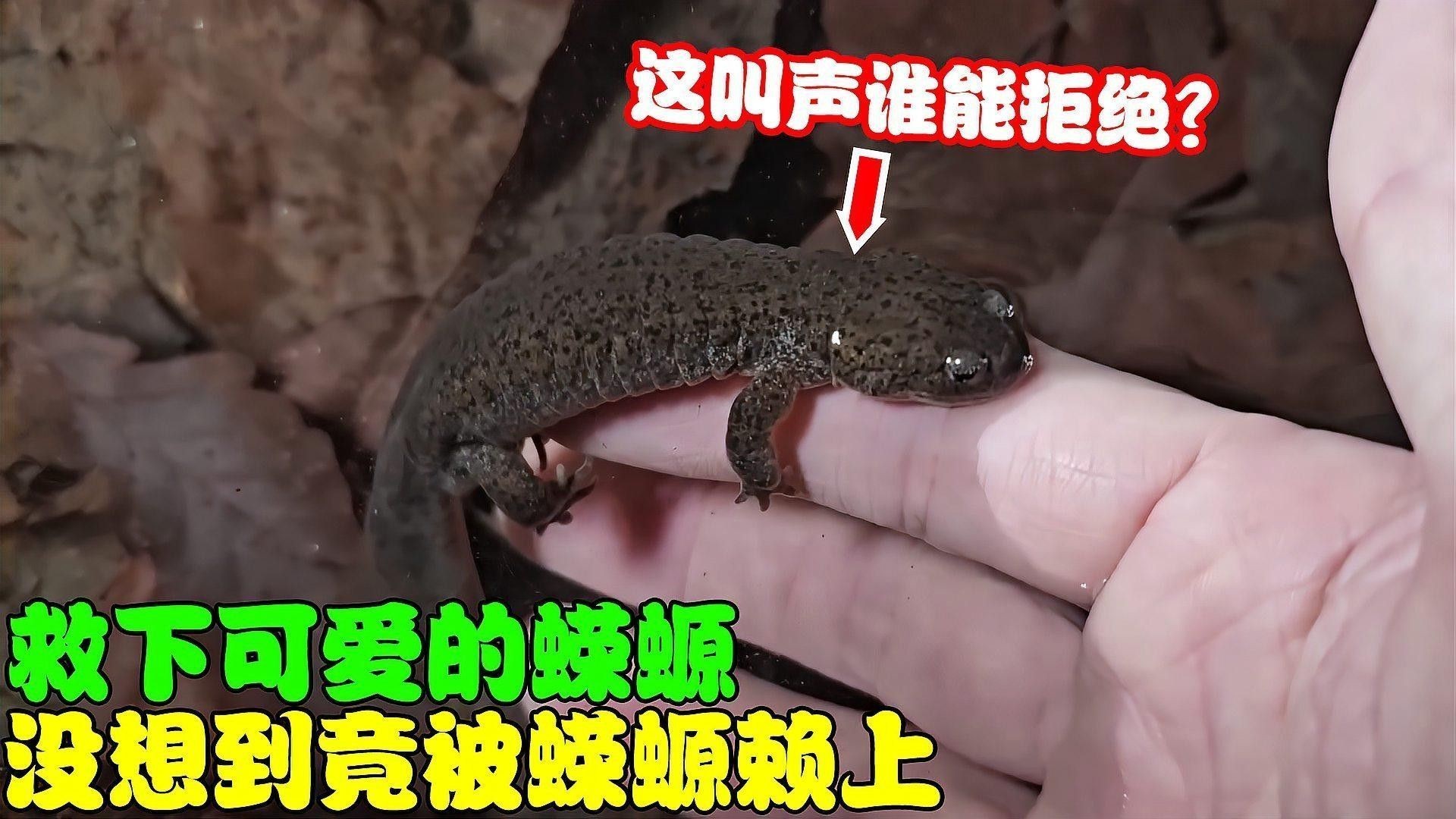 蠑螈有哪些互動行為（蠑螈在自然環境中表現出以下幾種互動行為）