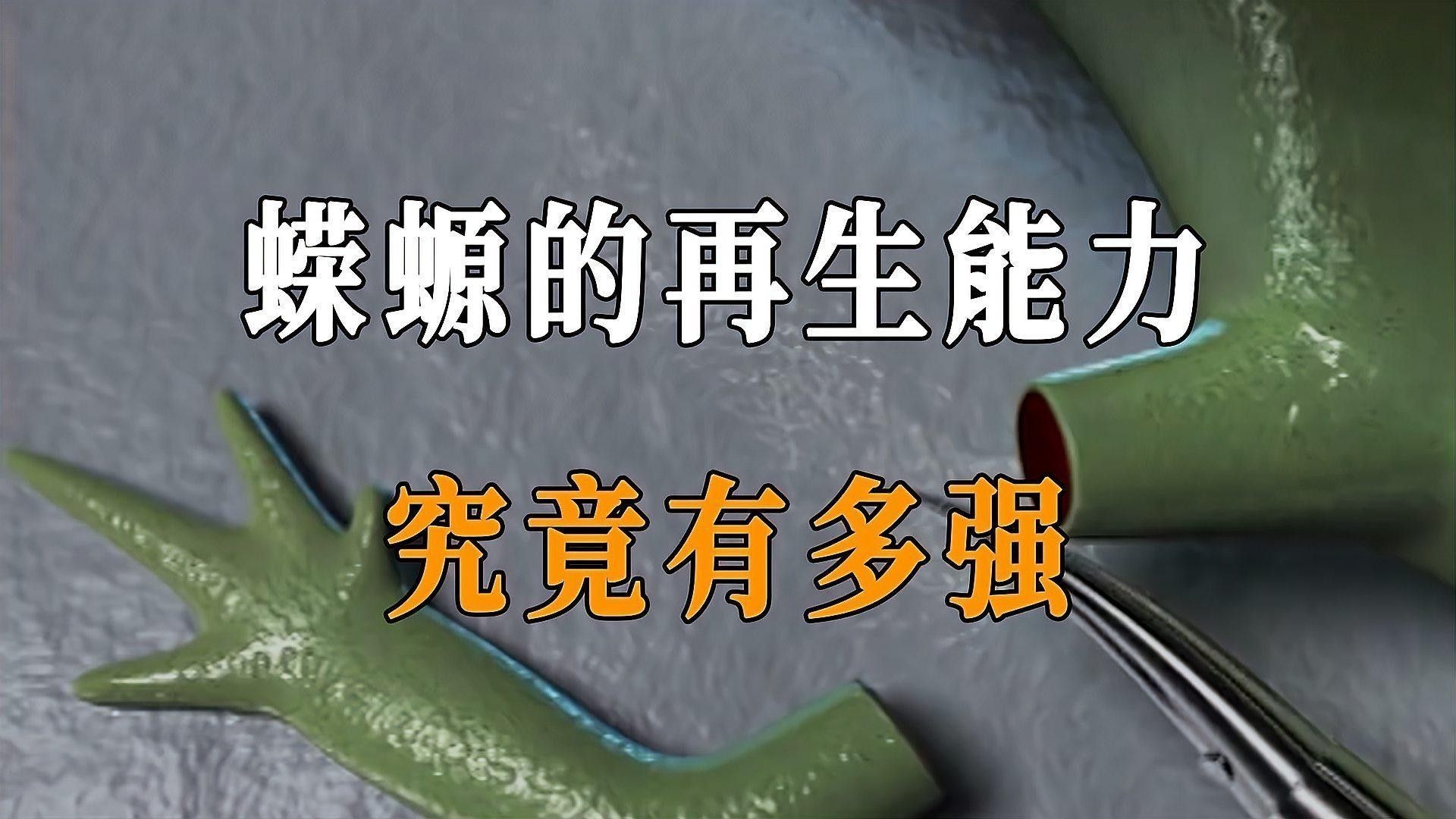 蠑螈有哪些互動行為（蠑螈在自然環境中表現出以下幾種互動行為）