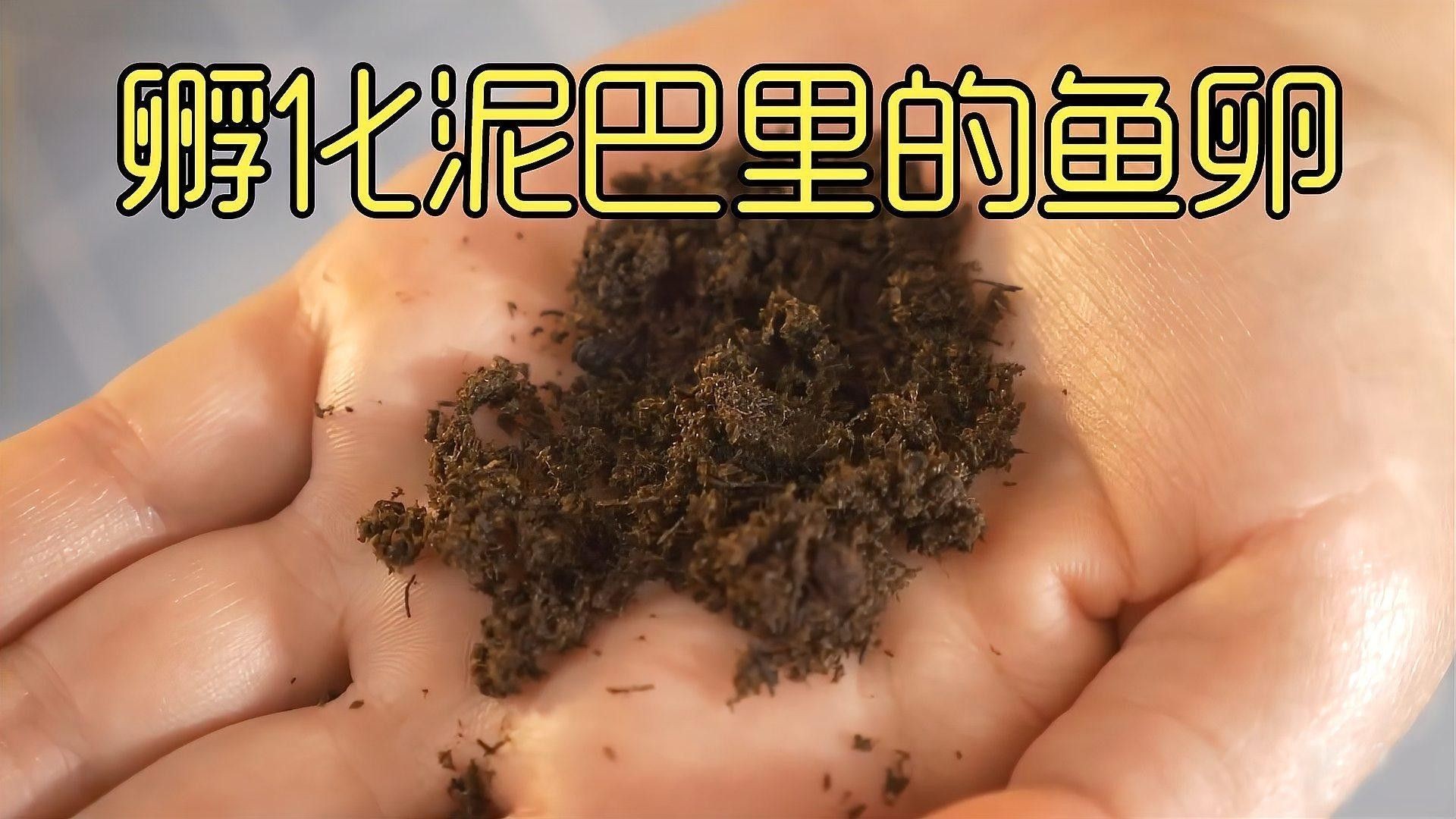 火龍魚卵孵化期間需要換水嗎？（火龍魚卵孵化期間水質管理）
