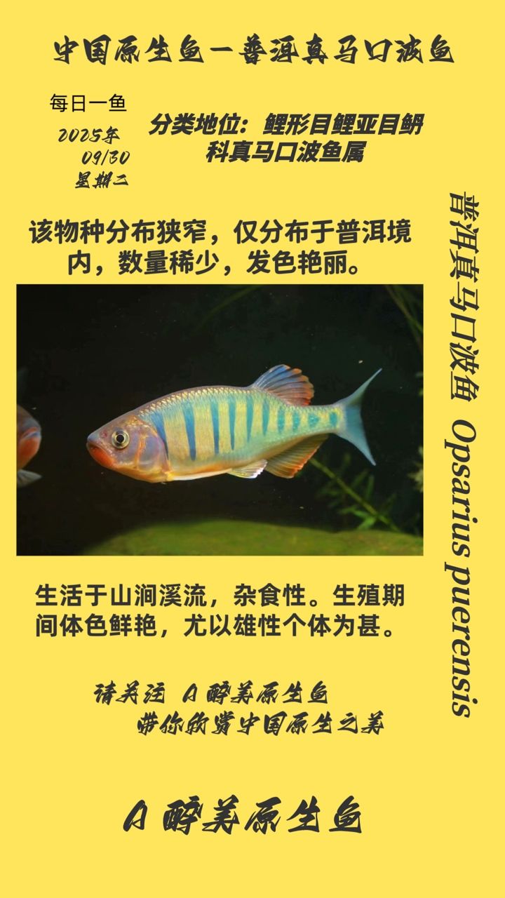 <strong><mark>普洱</mark></strong>真馬口波魚（<strong><mark>普洱</mark></strong>真馬口波魚是一種生活在瀾滄江流域的淡水魚類）
