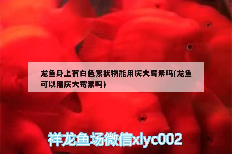 龍魚身上有白色絮狀物能用慶大霉素嗎(龍魚可以用慶大霉素嗎)（金魚身上有白色絮狀物能用慶大霉素嗎）