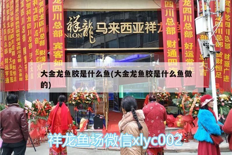 大金龍魚膠是什么魚(大金龍魚膠是什么魚做的)（中國魚膠十大排名如下大金龍魚膠是什么魚的魚膠是什么魚）