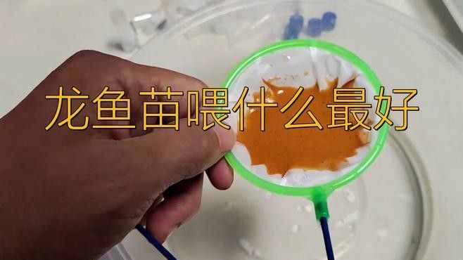 哪些活餌適合龍魚（龍魚喂什么活餌適合成龍魚的活餌類型及其特點）