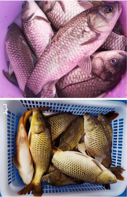 哪些活餌適合龍魚（龍魚喂什么活餌適合成龍魚的活餌類型及其特點）