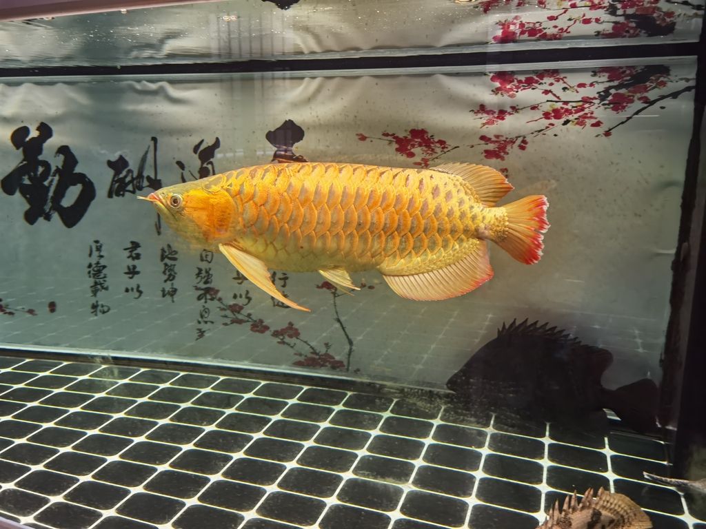 （zizai評論：全球變暖對農業的影響及應對策略）