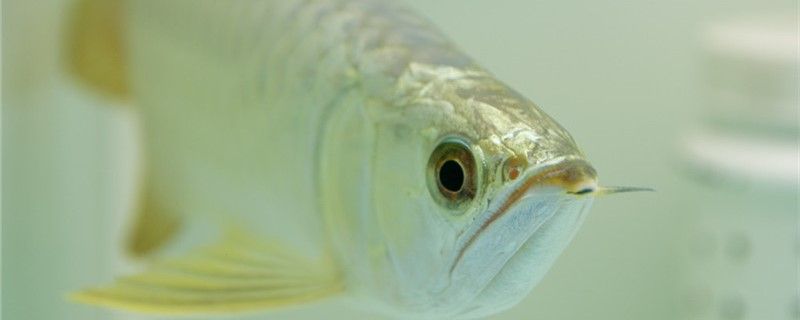 龍魚喂蜈蚣多久喂一次吃蜈蚣多久會發(fā)色（魚喂食蜈蚣的頻率和時(shí)間對其發(fā)色有影響，龍魚喂食蜈蚣需要注意）