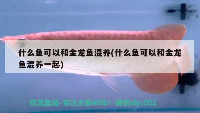 什么魚可以和金龍魚混養(什么魚可以和金龍魚混養一起)（什么魚可以和金龍魚一起養）