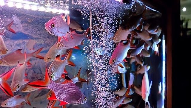 如何判斷一個(gè)魚缸品牌是否可靠（一個(gè)魚缸品牌是否可靠）