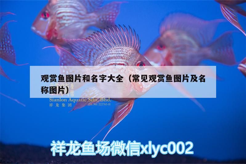 觀賞魚(yú)圖片和名字大全（常見(jiàn)觀賞魚(yú)圖片及名稱(chēng)圖片）（觀賞魚(yú)圖片和名字大全）