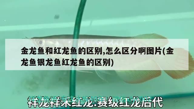 龍魚哪里進(jìn)貨最便宜，廣州龍魚魚商拿貨渠道有哪些，廣州龍魚哪里進(jìn)貨最便宜，龍魚哪里進(jìn)貨最便宜，?？谀睦镞M(jìn)貨最便宜