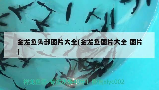 龍魚哪里進(jìn)貨最便宜，廣州龍魚魚商拿貨渠道有哪些，廣州龍魚哪里進(jìn)貨最便宜，龍魚哪里進(jìn)貨最便宜，?？谀睦镞M(jìn)貨最便宜