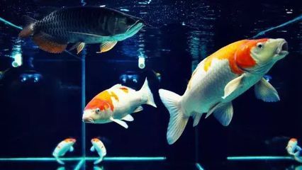 凍魚直接喂龍魚可以嗎（直接喂食凍魚給龍魚可能會導致一些健康問題） 凍魚直接喂龍魚可以嗎（直接喂食凍魚給龍魚可能會導致一些健康問題） 觀賞魚百科 第7張