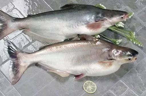 巴沙魚片和龍魚片的價格差異大嗎（巴沙魚片和龍魚片價格差異分析）