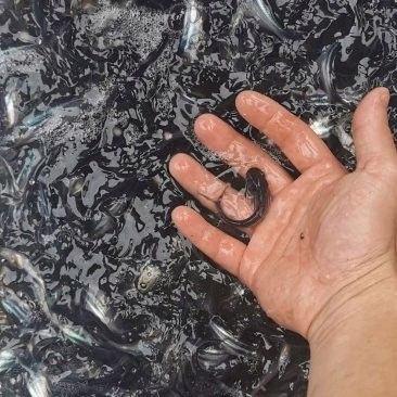 巴沙魚片和龍魚片的價格差異大嗎（巴沙魚片和龍魚片價格差異分析）