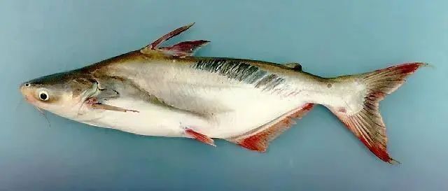巴沙魚片和龍魚片的價格差異大嗎（巴沙魚片和龍魚片價格差異分析）
