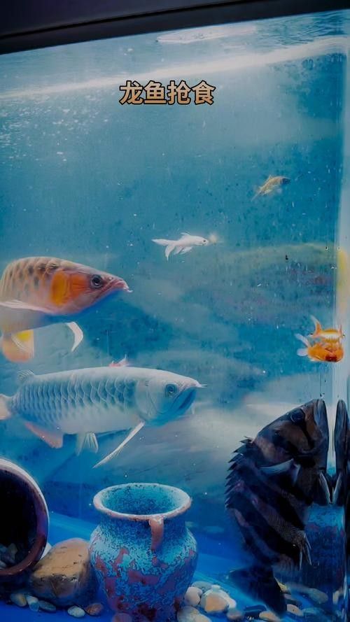 巴中哪個水族館龍魚好？祥龍魚場龍魚（巴中哪個水族館的龍魚好）