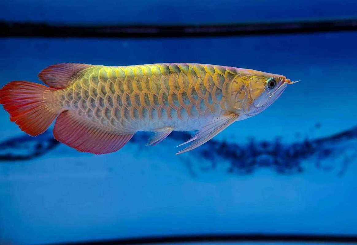 給我一些金龍魚品相的圖片示例（金龍魚品相的分類及特征）