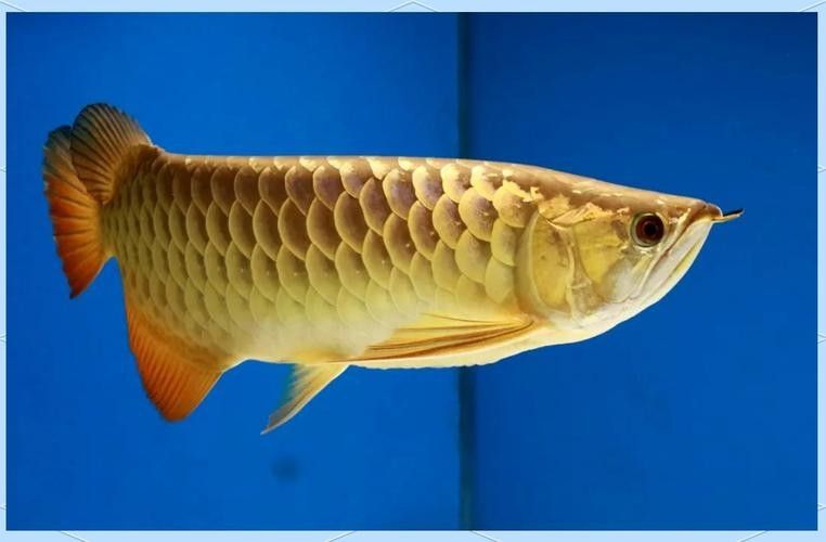 給我一些金龍魚品相的圖片示例（金龍魚品相的分類及特征）