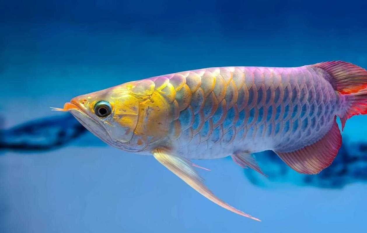 給我一些金龍魚品相的圖片示例（金龍魚品相的分類及特征）