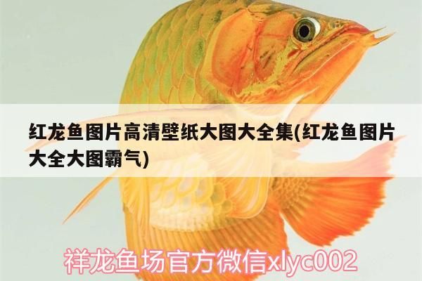 紅龍魚圖片高清壁紙大圖大全集(紅龍魚圖片大全大圖霸氣)（紅龍魚圖片高清壁紙大全集）